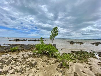 Plants on beach against sky