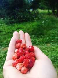 Close-up of hand holding strawberries