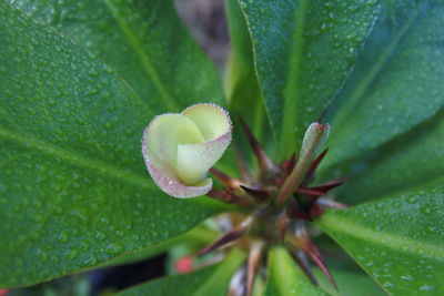 Close-up of wet plant leaves on rainy day