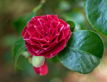 Close-up of rose bud