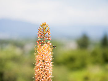 plant