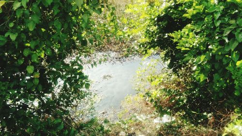 Plants growing in forest