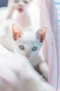 Close-up portrait of white kitten on bed