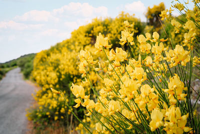 Yellow spartium junceum flowers in bloom