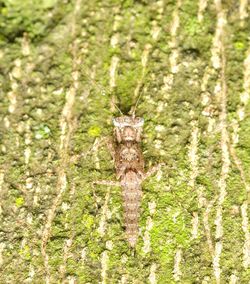 Close-up of lizard on land