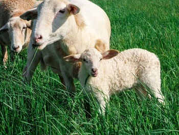 Sheep grazing on grassy field