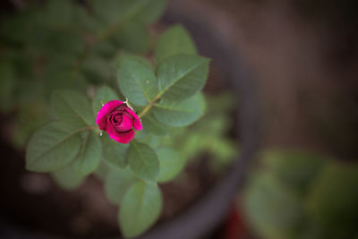 Close-up of pink rose