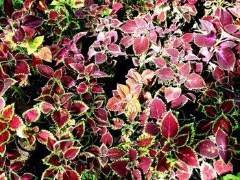 Full frame shot of pink flowering plants