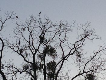 Low angle view of bare trees against sky