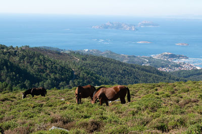 Horses on a field