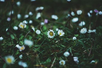 Close-up of white  daisy flowering plants on field