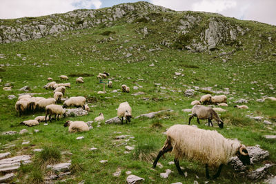 Sheep grazing in a field