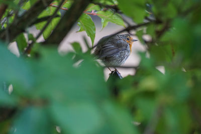 Bird perching on a branch