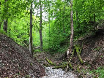 Trees in forest