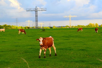 Cows on field