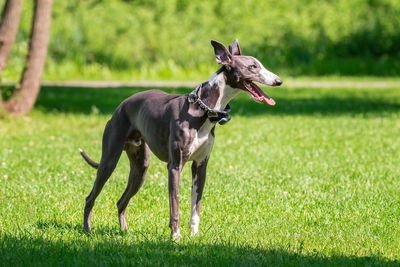 Dog running on field