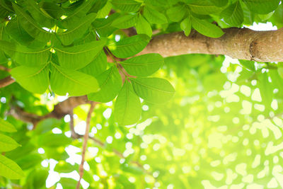 Close-up of green leaves