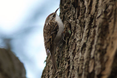 Close-up of bird perching on tree trunk