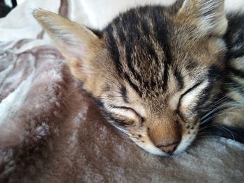 Close-up of cat sleeping