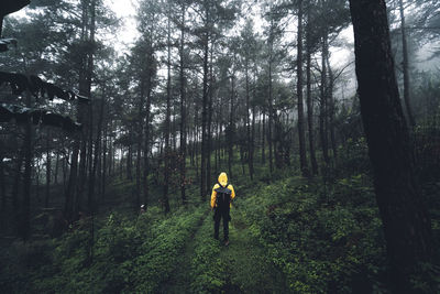 Rear view of man walking amidst trees in forest