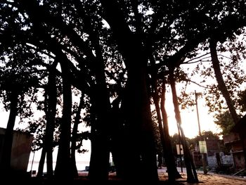 Low angle view of silhouette trees against sky