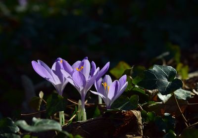 Close-up of purple crocus flower growing on field