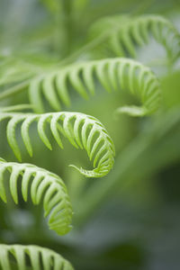 Close-up of green leaves