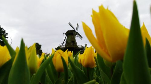 View of flowers against the sky