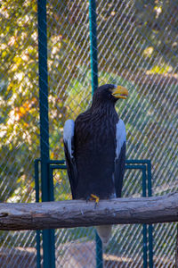 Bird perching on fence in cage