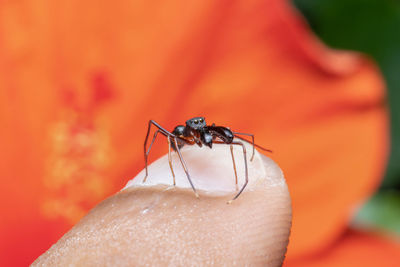 Male ant mimicking spider sits on my finger