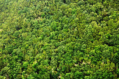 Full frame shot of green plants