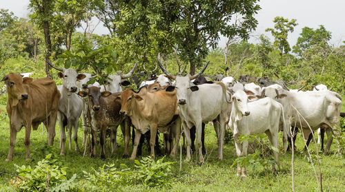 A herd of zebu cattle at old oyo national park in nigeria.