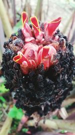 Close-up of red flower