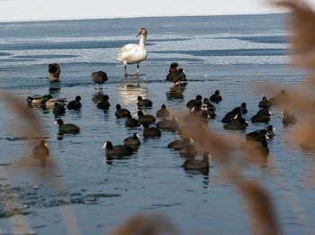 Swans swimming in lake against sky