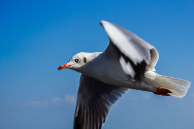 Low angle view of seagull flying