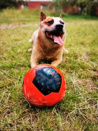 Australian cattle dog with football on the green meadow