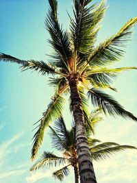 Low angle view of palm tree against clear sky