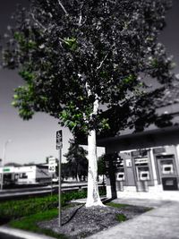 Trees in city