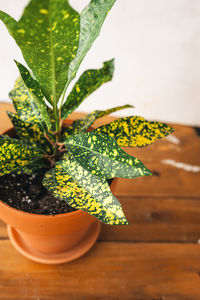 High angle view of potted plant on table