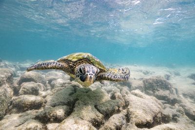 High angle view of turtle swimming in sea