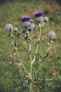 Close-up of purple flowering plant on field