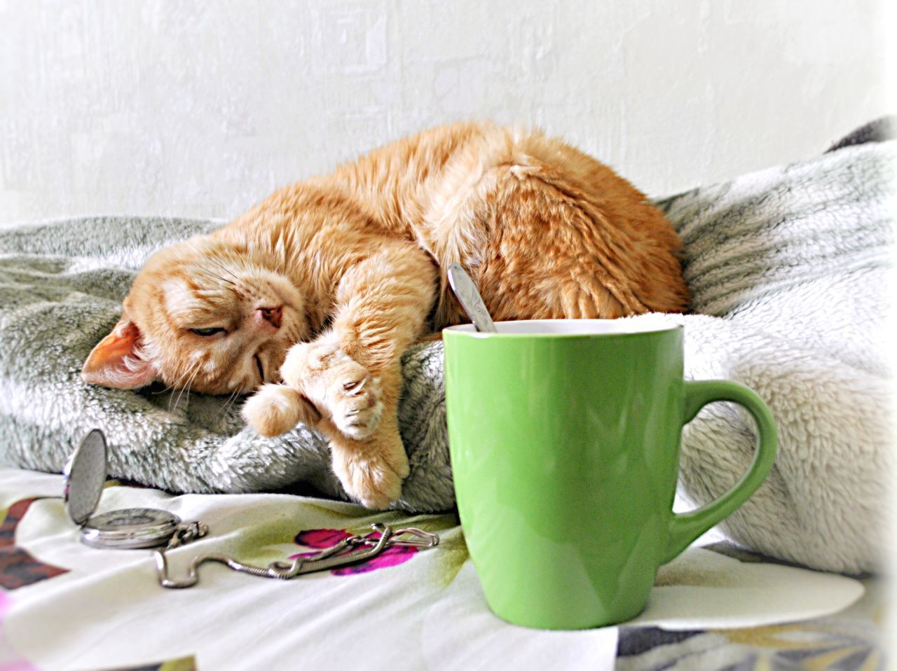 CAT DRINKING FROM COFFEE CUP WITH SPOON AND VEGETABLES