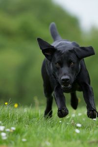 Portrait of dog on grassy field