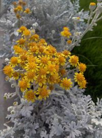 High angle view of flowering plant