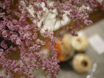 Close-up of pink flowers
