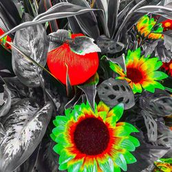 Close-up of multi colored flowers