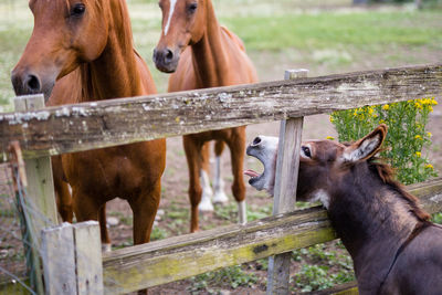 Close-up of donkey and horses