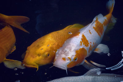 Close-up of fish swimming in sea