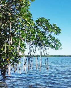 Scenic view of lake against clear blue sky