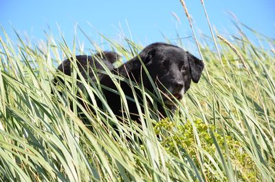 Black dog in a field